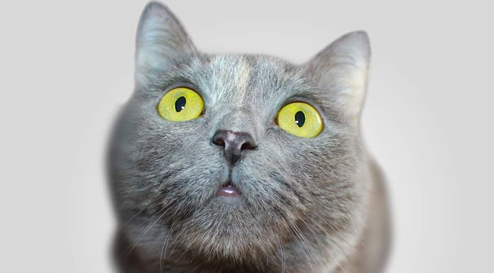 Your Cat’s Liver Disorder