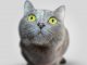 Your Cat’s Liver Disorder