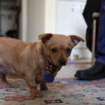 adopt-senior-dog-1-640×427