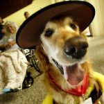 adopt-senior-dog-2-640×427