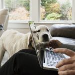 adopt-senior-dog-4-640×427
