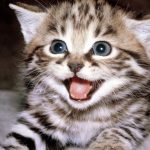 animal-PIC-MCH040452