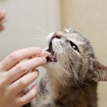 bigstock_A_Biting_Cat_2640902