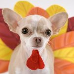 bring-dog-to-thanksgiving-3-640×427