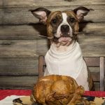 bring-dog-to-thanksgiving-6-640×427