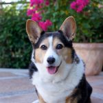 cardigan_welsh_corgi