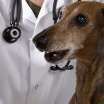 caring-for-senior-dogs-1