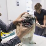 Veterinarian examining small dog clinic examination room