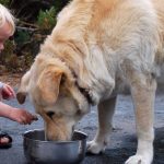 caring-for-senior-dogs-5