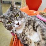 cat-care_general-cat-care_body2-right
