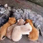 cat-lang-bible-breeding