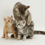 cats-and-kittens-playing1