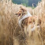 collie