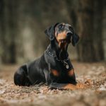 doberman_pinscher