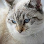 feline-liver-disease_canna-pet-e1512774788904