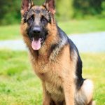 german_shepherd