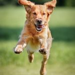 golden_retriever