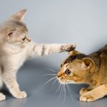 kitten_-_socialization_and_fear_prevention