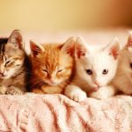 kittens
