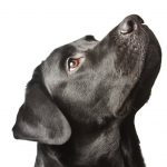 labrador_retreiver