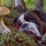 liver-disease-dogs-2-720×407