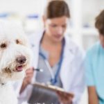 liver-disease-dogs-3-720×407