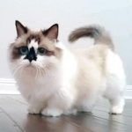 munchkin-cat-facts-21-best-munchkin-cats-images-on-pinterest