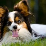 papillon