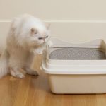 persian-cat-sniffing-litter-box-106887241-5ac67131a474be00367013f7