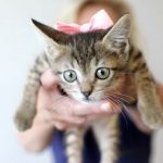 pet-cat-name-696×602