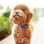 poodle (1)