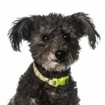 pumi
