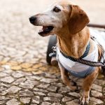 senior-dogs-1
