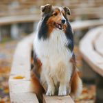 shetland_sheepdog
