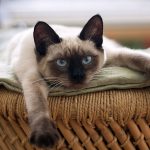 siamese2
