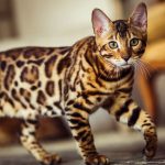 spotted-cat-breed-bengal-800×450