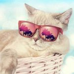 summer_blog_10f1eb24-f326-4137-9437-eb42fc5e32a9_2048x.progressive