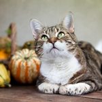 thanksgiving-cat-640×427
