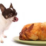 thanksgiving-dog-chihuahua