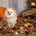 thanksgiving-dogs-5