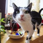 top-5-cat-toxins-fb-178869905