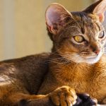 Abyssinian