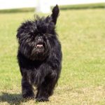 Affenpinscher
