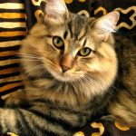 American Bobtail