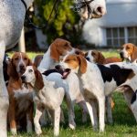 American Foxhound