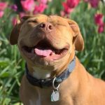 American Pit Bull Terrier