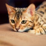 Bengal