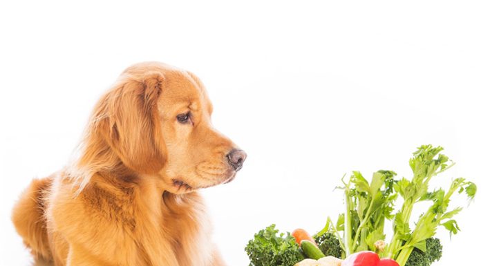 The Best Food Nutrition For Your Dog