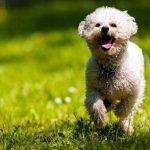 Bichon Frise