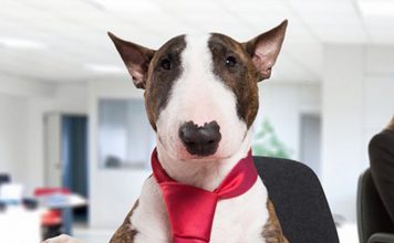 15 Biggest Dog Companies in the World and Their Most Popular Brands